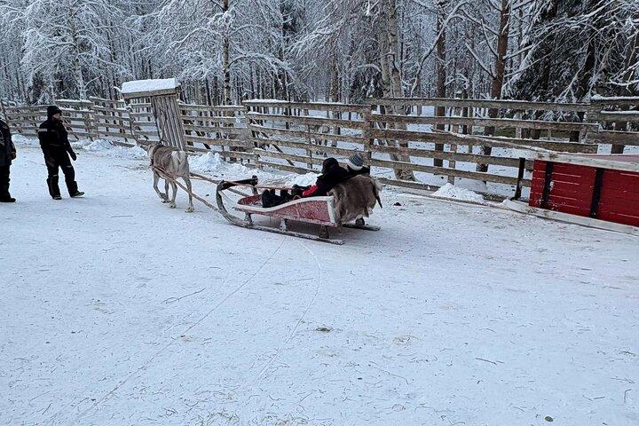 Balade en traîneau à rennes à Rovaniemi