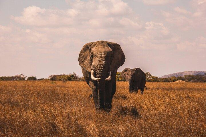 Mosi oa Tunya National Park and Rhino walking Safaris