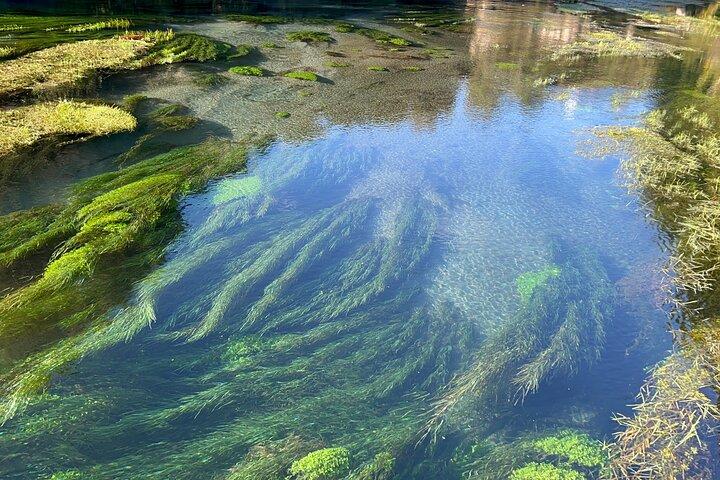 Mud Spa & Nature: Auckland to HELL's GATE, Rotorua & Blue Springs
