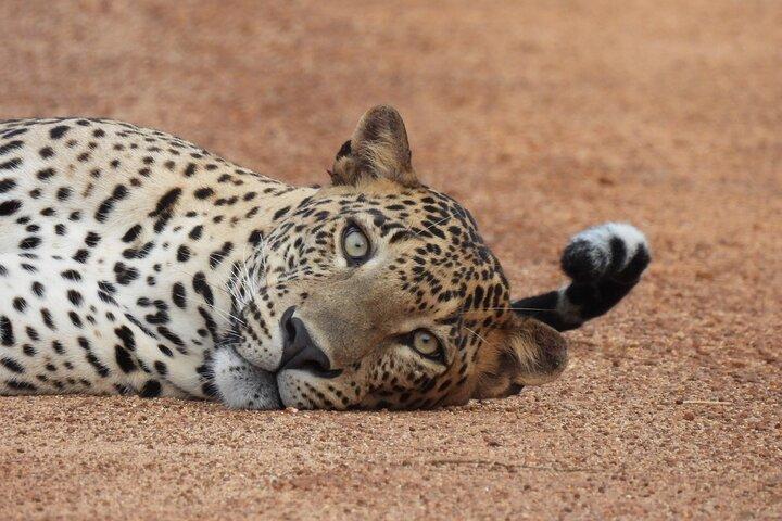 Yala National Park Privé Luipaard Safari : Halve & Volledige Dag