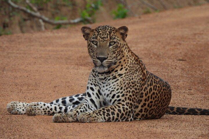 Yala National Park Privé Luipaard Safari : Halve & Volledige Dag