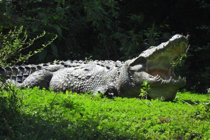 Yala National Park Privé Luipaard Safari : Halve & Volledige Dag