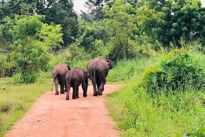 Ultimate Elephant Safari Experience With Gisban Tours