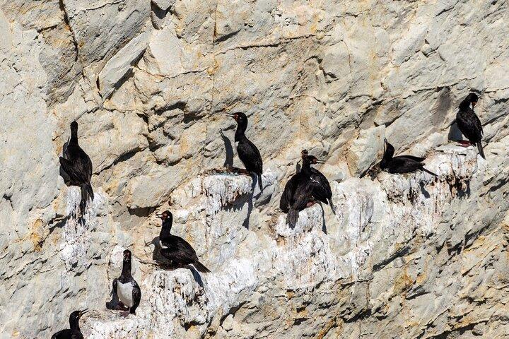 Puerto Madryn City Tour et réserve d'otaries de Punta Loma