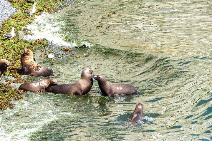 Puerto Madryn City Tour et réserve d'otaries de Punta Loma