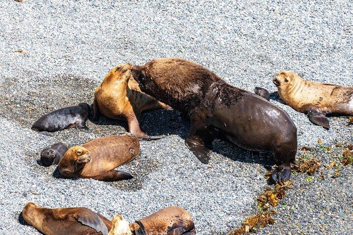 Puerto Madryn City Tour et réserve d'otaries de Punta Loma
