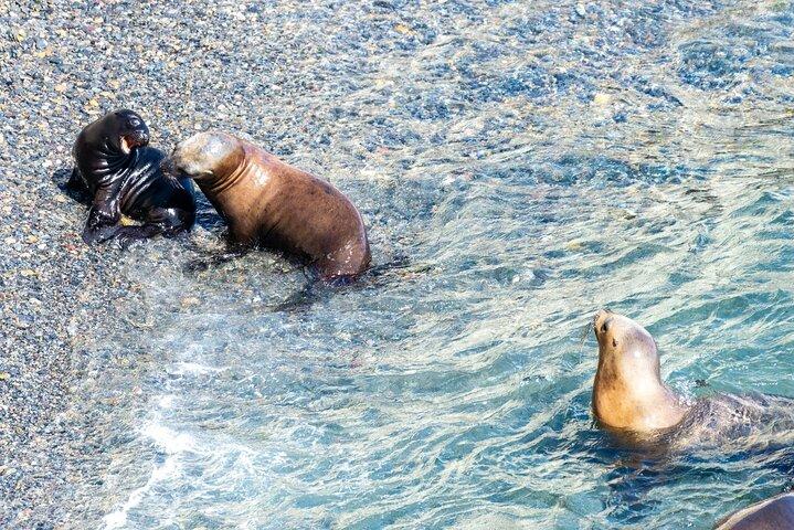 Puerto Madryn City Tour et réserve d'otaries de Punta Loma