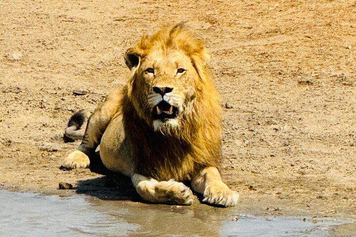 Kruger Full Day 4 by 4 Safari Guided Tour