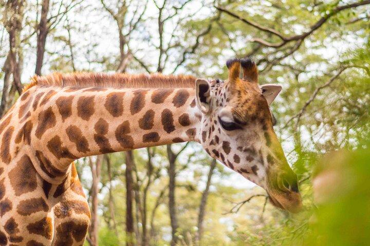 Giraffe Centre and Nairobi National Park Experience Joining Tours