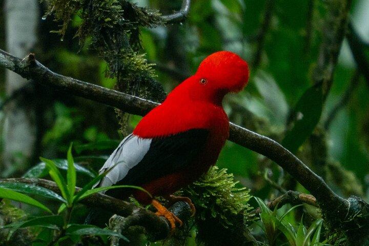 Mindo's Hidden Gem: An Exclusive Andean Cock-of-the-rock Encounter