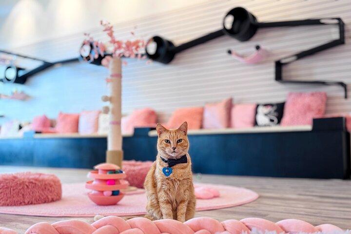 猫カフェ・マウイ体験～レスキュー猫とリラックス～