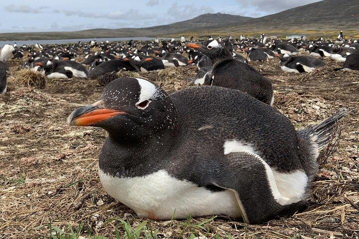 Ilhas Falkland: Bertha's Beach Penguin Colony & Stanley Tour