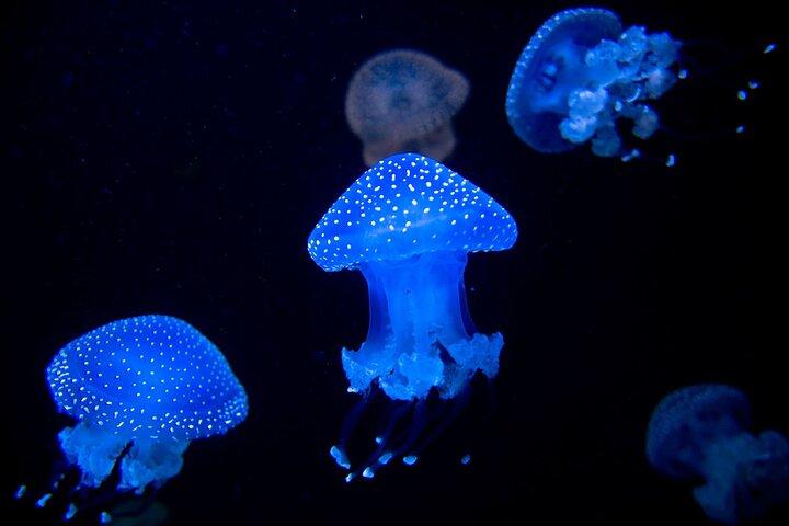 Inträdesbiljett till Lisbon Oceanarium
