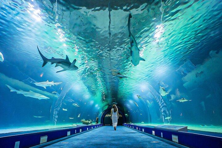Inträdesbiljett till Lisbon Oceanarium