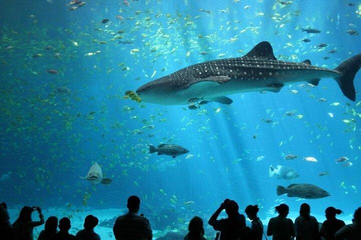 Inträdesbiljett till Lisbon Oceanarium