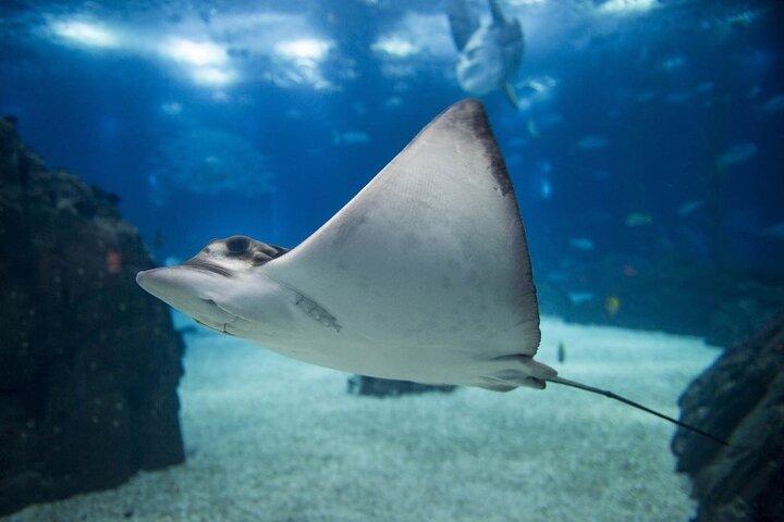 Inträdesbiljett till Lisbon Oceanarium