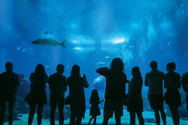 Inträdesbiljett till Lisbon Oceanarium