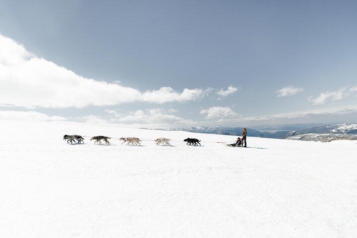Hundspannsäventyr i Tromsö