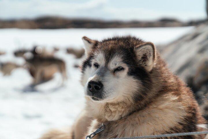 トロムソの犬ぞりアドベンチャー