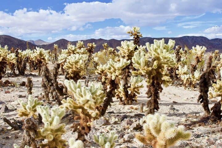 Las Vegas To Los Angeles One Way Tour Joshua Tree National Park