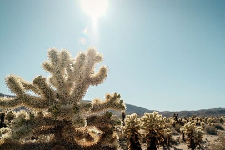 Las Vegas To Los Angeles One Way Tour Joshua Tree National Park