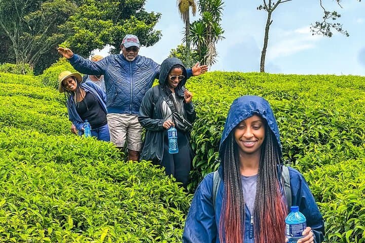 Tigoni Tea Farm Tours