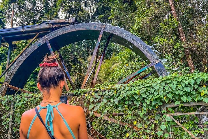 Tigoni Tea Farm Tours