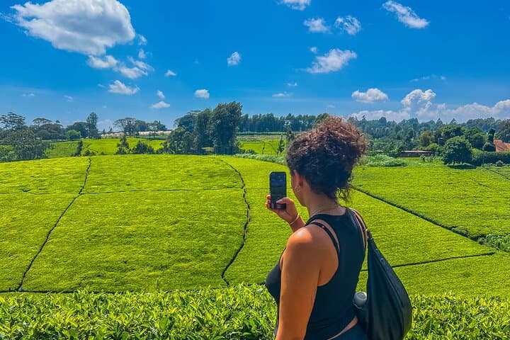Tigoni Tea Farm Tours