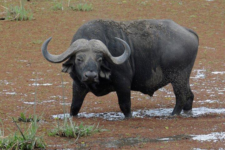 Safari di 3 giorni del Parco Nazionale di Amboseli