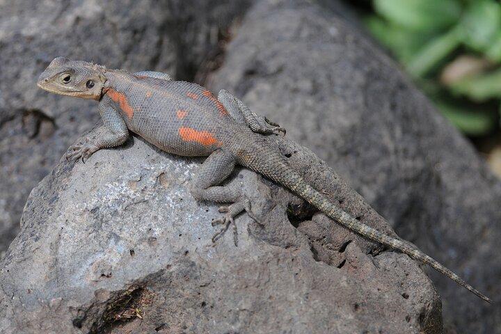 アンボセリ国立公園3日間サファリ