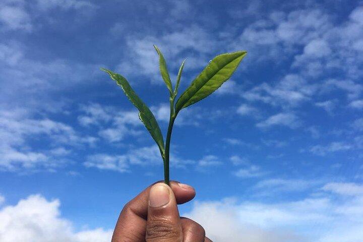 ヌワラ・エリヤ発ラブケリー紅茶工場見学