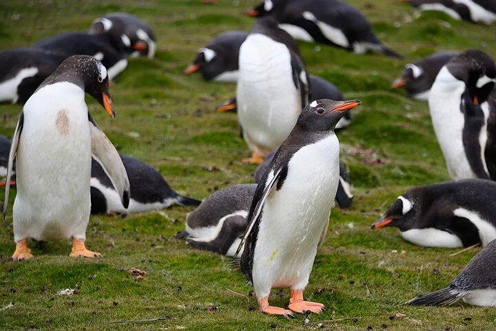 Ilhas Falkland: Bertha's Beach Penguin Colony & Stanley Tour