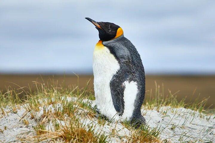Ilhas Falkland: Bertha's Beach Penguin Colony & Stanley Tour
