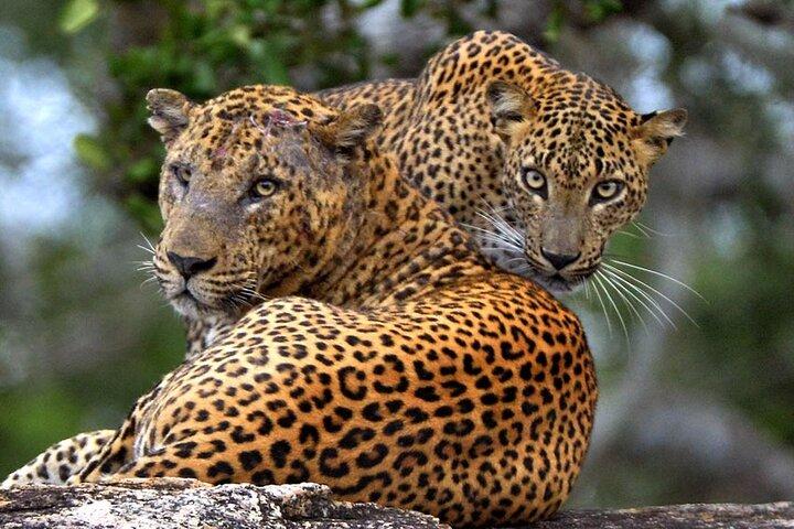 Exclusif : 2 nuits d'expérience en cabane dans les arbres en famille avec Yala Safaris