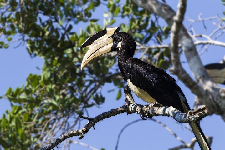 Exclusif : 2 nuits d'expérience en cabane dans les arbres en famille avec Yala Safaris