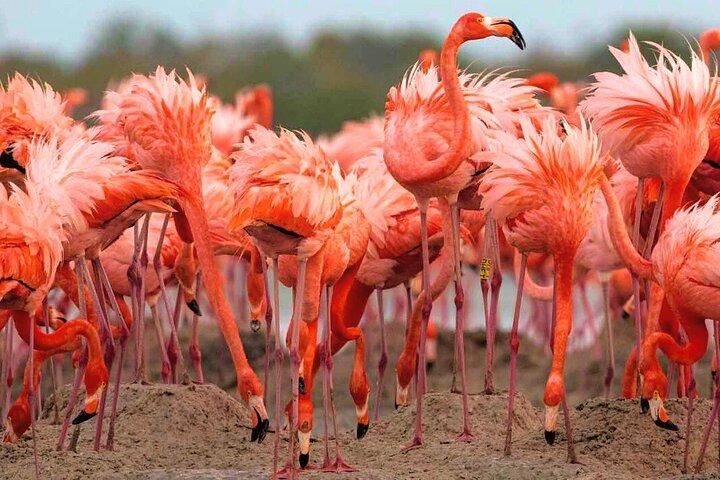 Rio Lagartos och Las Coloradas - Flamingo och Crocodile Safari Plus