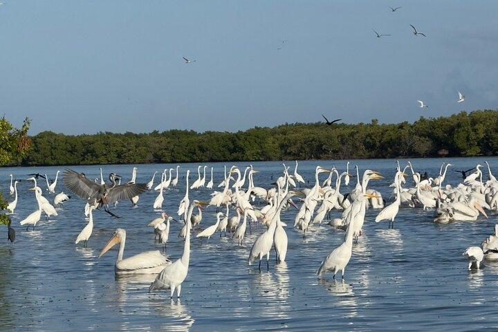 Rio Lagartos och Las Coloradas - Flamingo och Crocodile Safari Plus