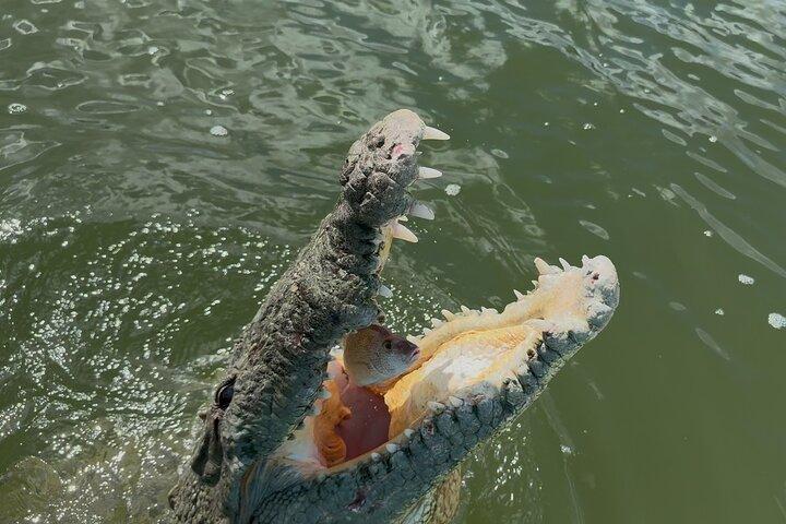Rio Lagartos och Las Coloradas - Flamingo och Crocodile Safari Plus
