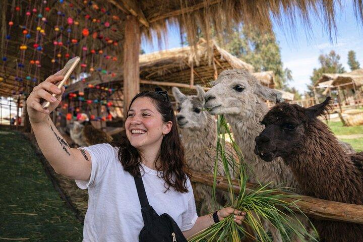 Cusco Half-Day Hop-On Hop-Off Tour: Markets, Alpacas & Chocolate