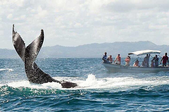 Tour avventura di avvistamento delle balene di Punta Cana | Mezza giornata
