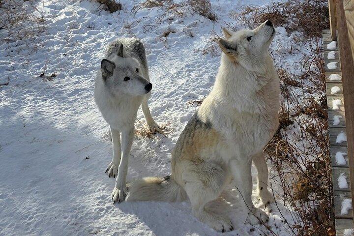 Wolfdog Sanctuary Half Day Tour from Calgary