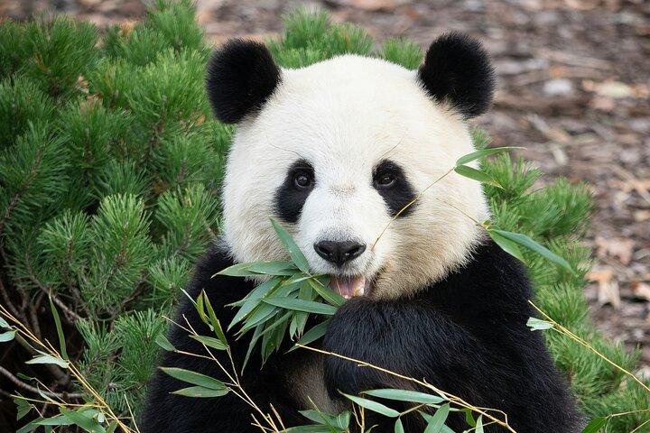 Tour privato di mezza giornata di Chengdu Panda