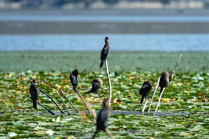 Tour privato di birdwatching e fotografia del lago di Skadar Virpazar