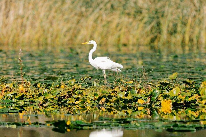 Tour privato di birdwatching e fotografia del lago di Skadar Virpazar