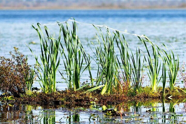 Tour privato di birdwatching e fotografia del lago di Skadar Virpazar