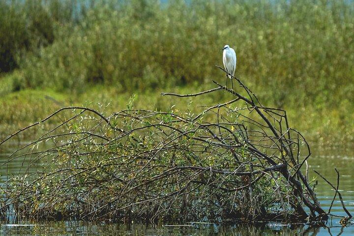 Tour privato di birdwatching e fotografia del lago di Skadar Virpazar