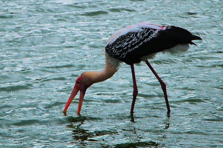 Kalametiya Bird Watching og Yala Safari Tour fra Hambantota