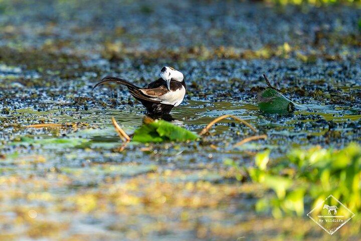 Kalametiya Bird Watching og Yala Safari Tour fra Hambantota
