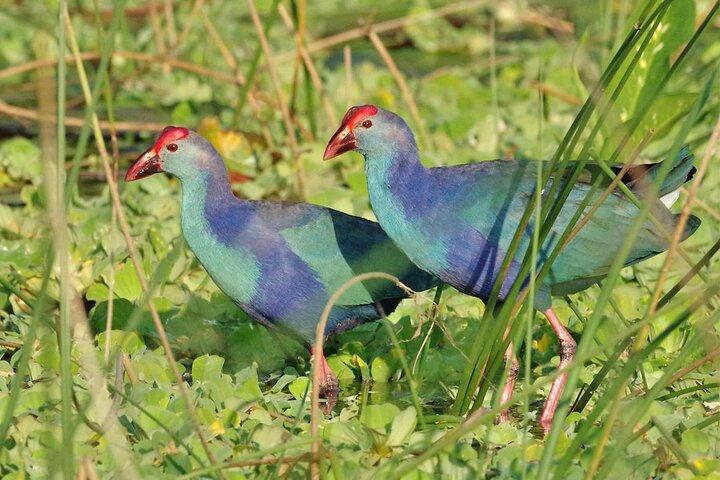 Kalametiya Bird Watching og Yala Safari Tour fra Hambantota
