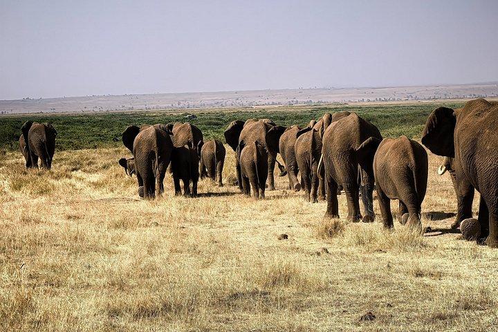 アンボセリ国立公園ツアー日帰り、1泊または2泊